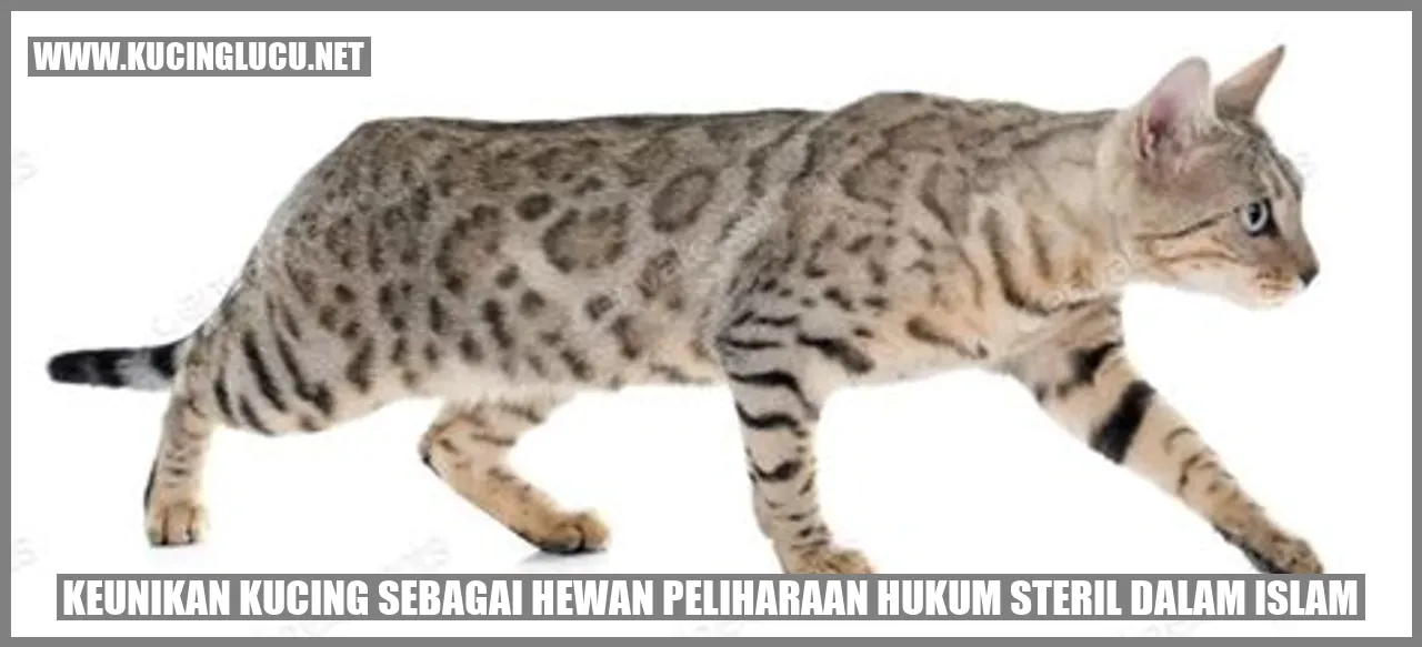 Gambar Kucing