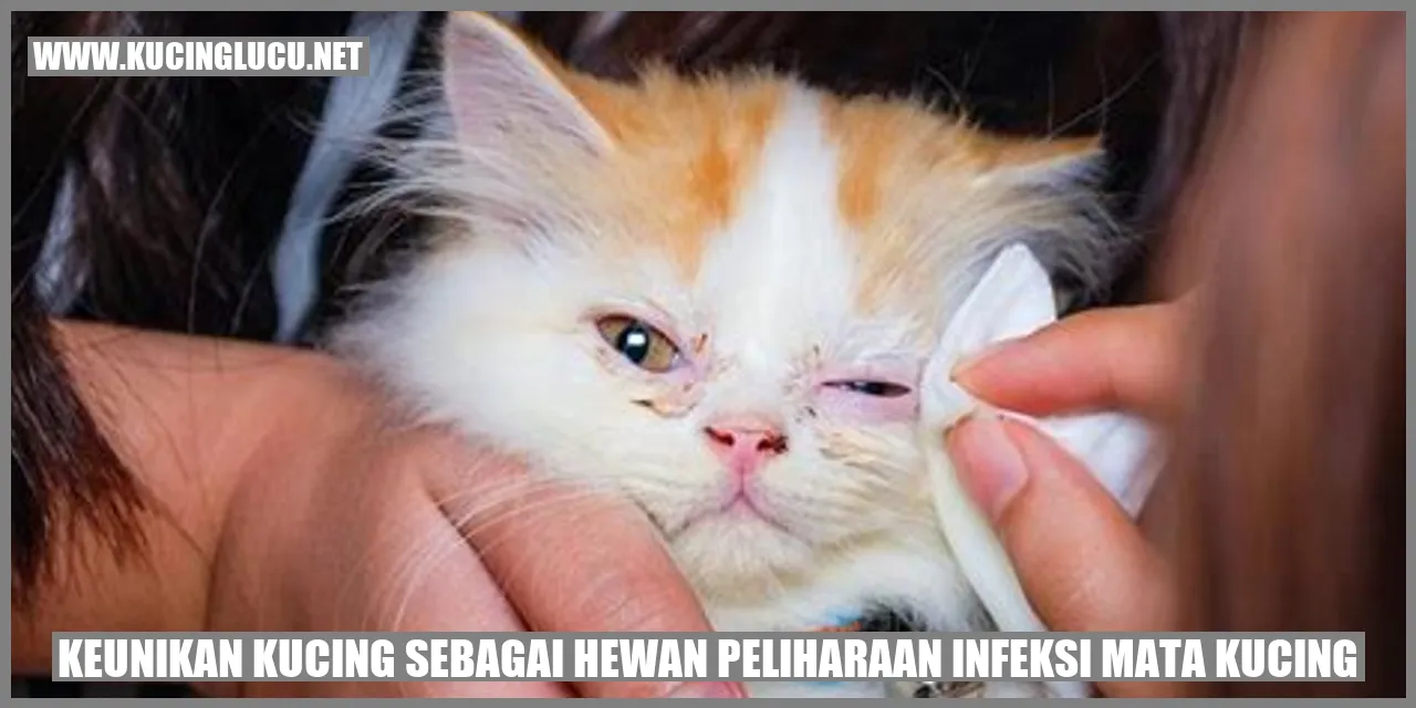 gambar kucing lucu