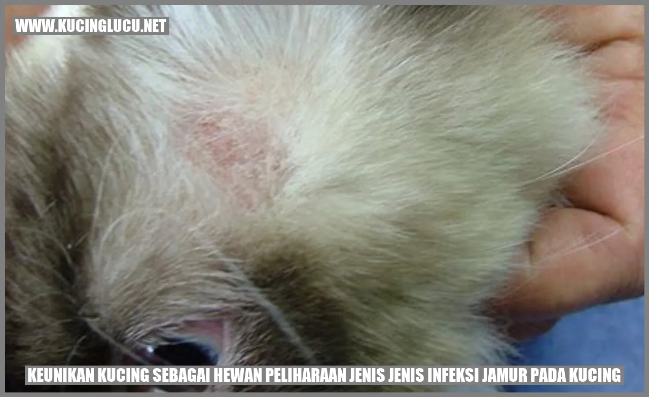 Kucing