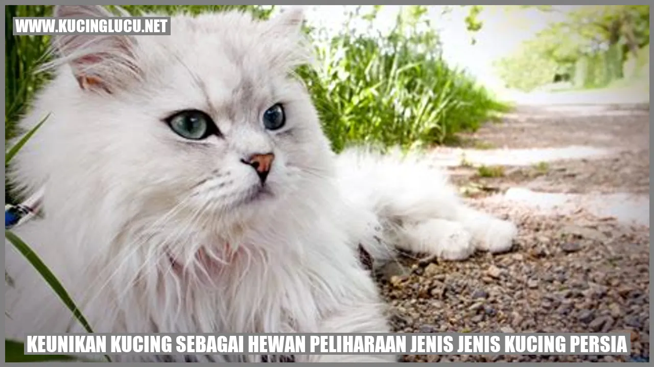 Kucing Persia