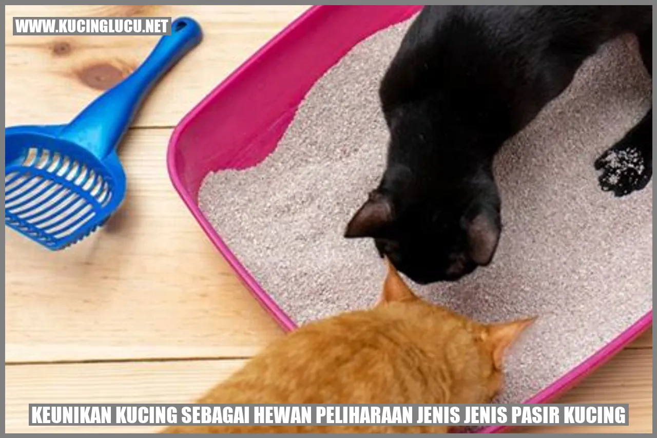 Kucing Lucu