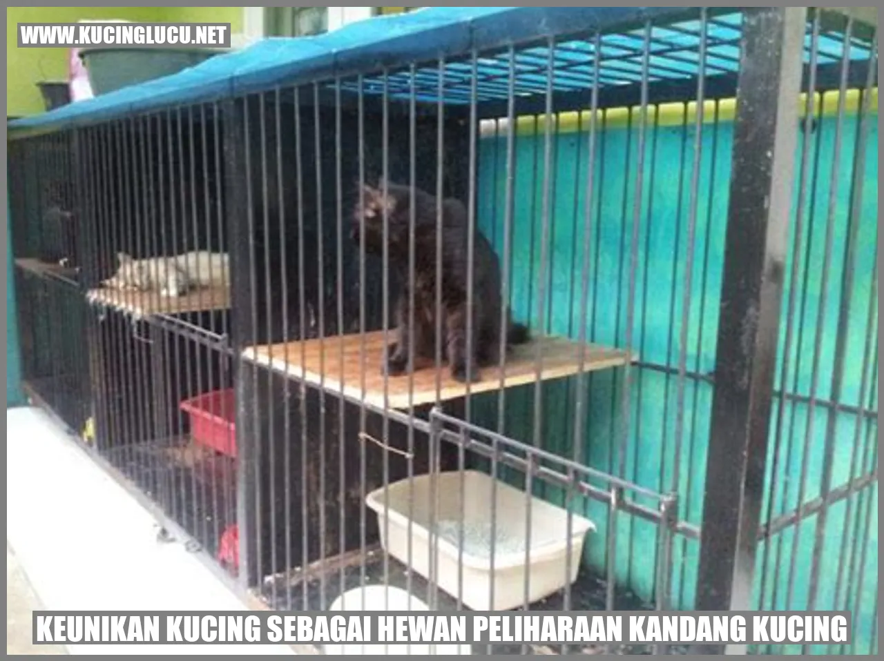 Gambar kucing menggemaskan
