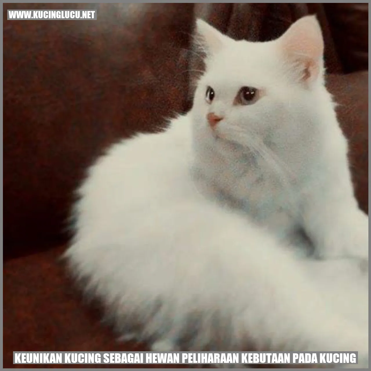 Kucing Buta
