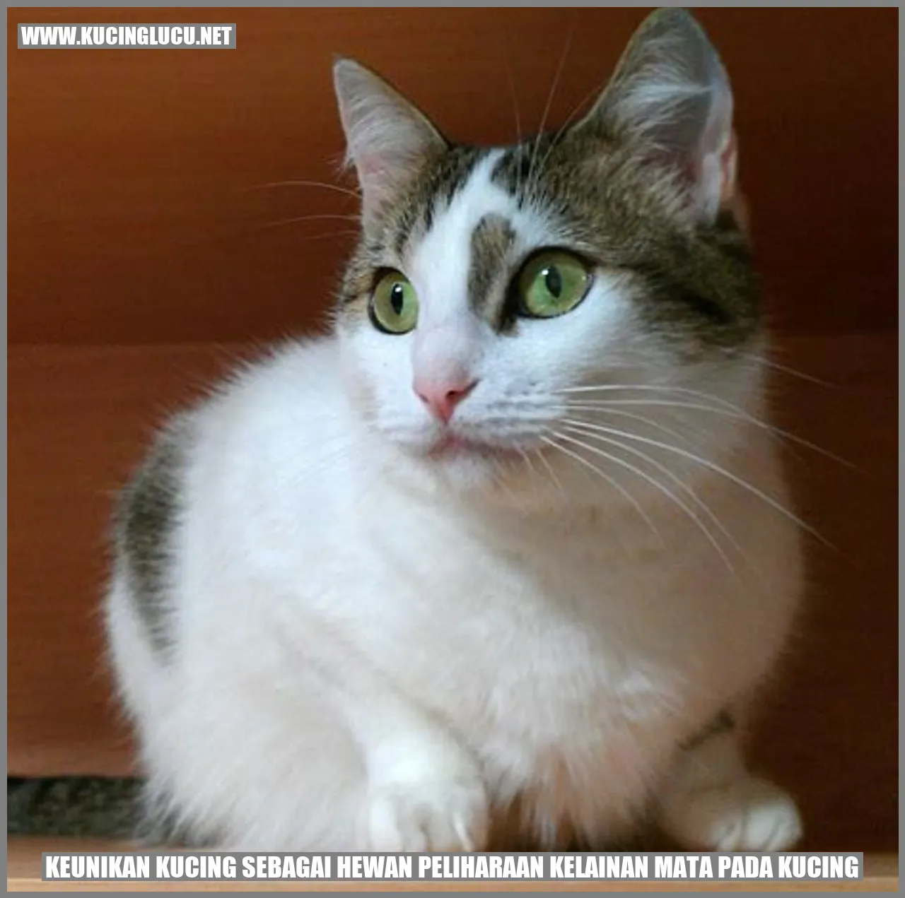 Gambar Kucing dengan Kelainan Mata