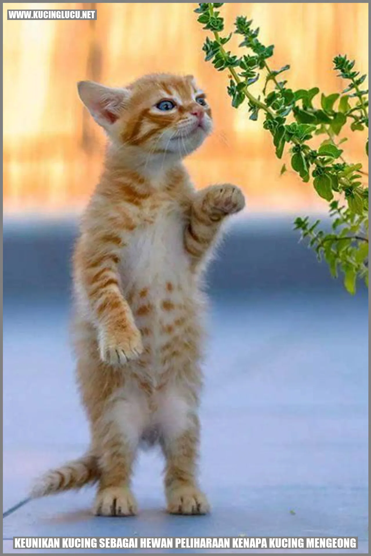 Kucing Mengeong
