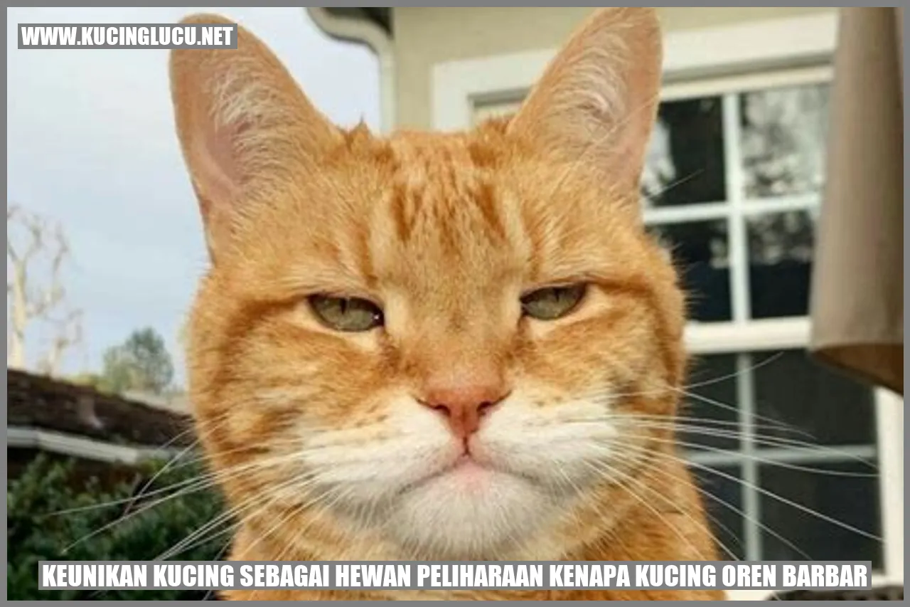 Kucing Oren Barbar