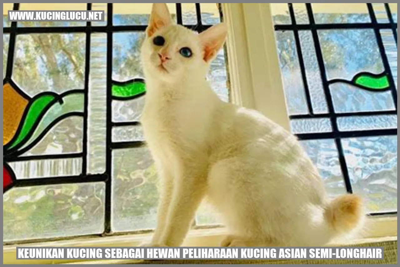 Kucing Asian Semi-Longhair