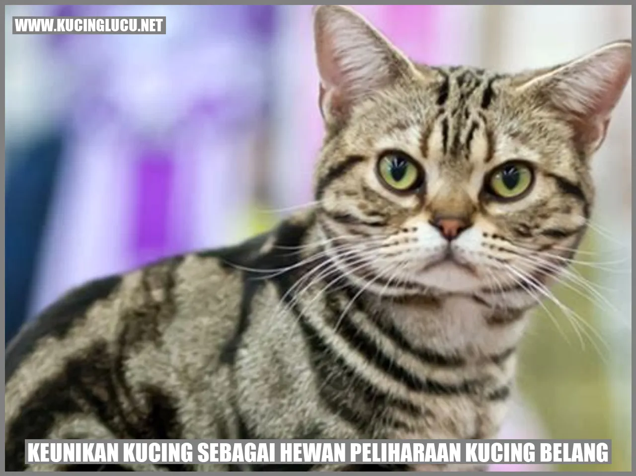 Kucing Belang