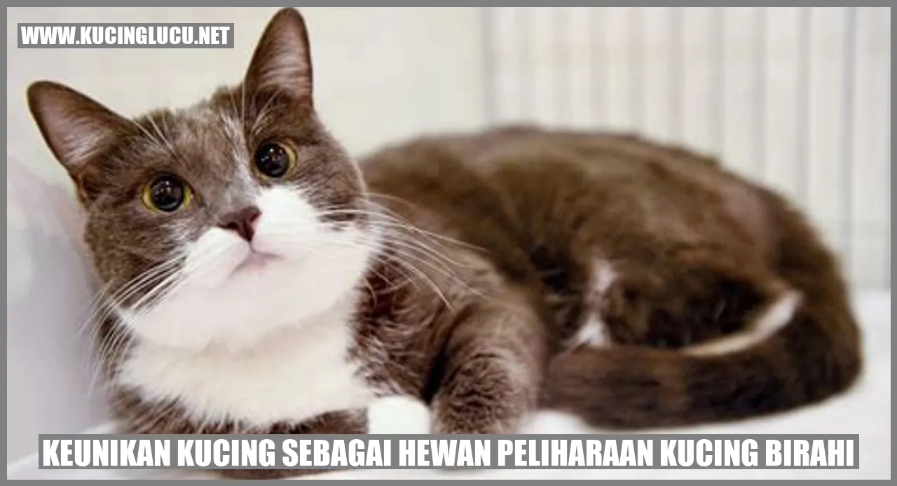 Keunikan Kucing sebagai Hewan Peliharaan Kucing Birahi