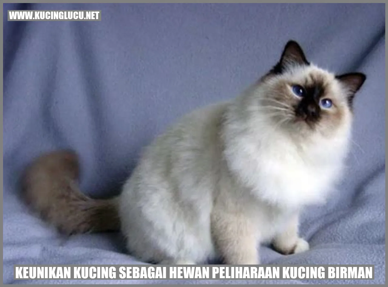 Kucing Birman