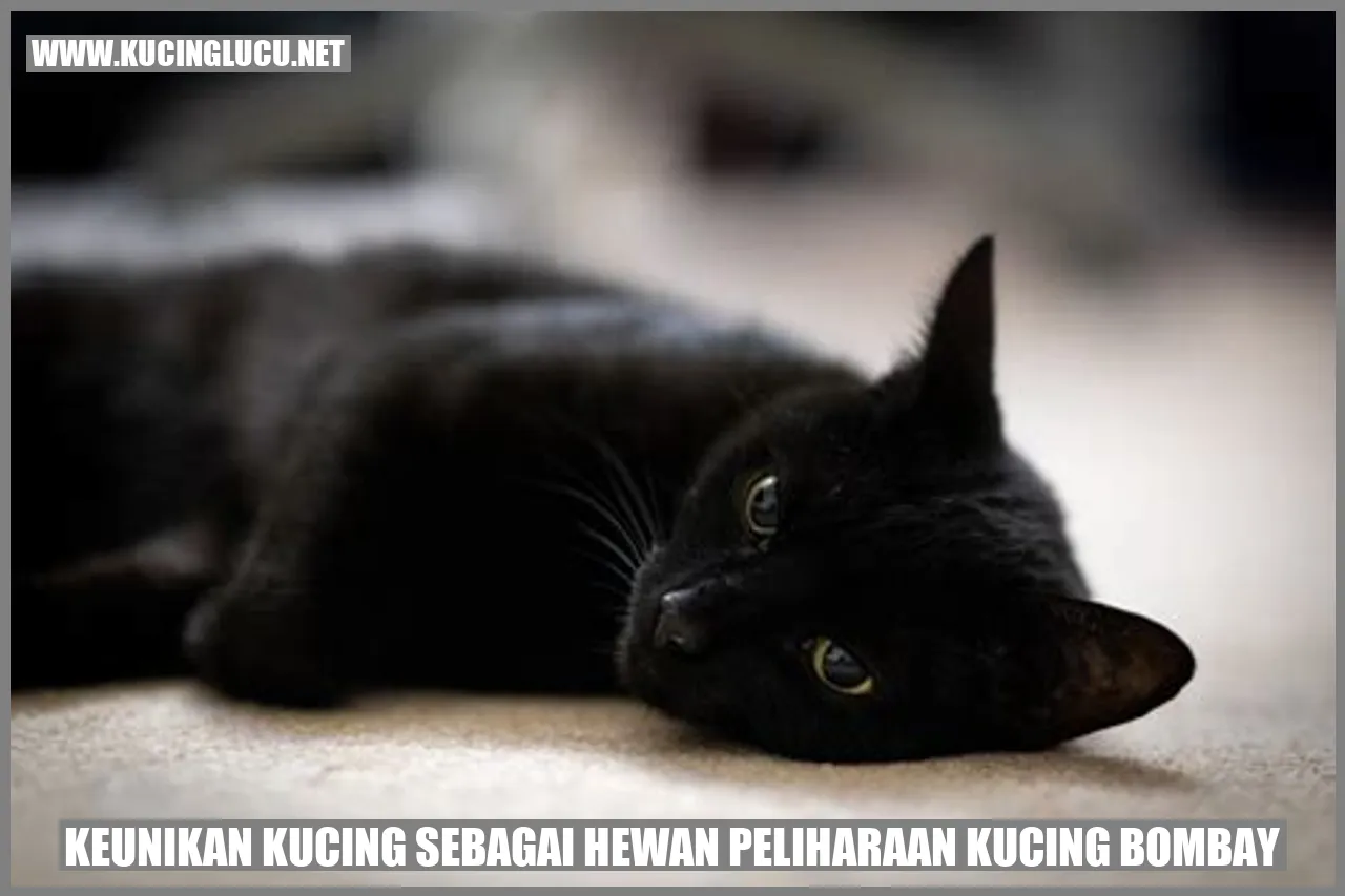 Kucing Bombay