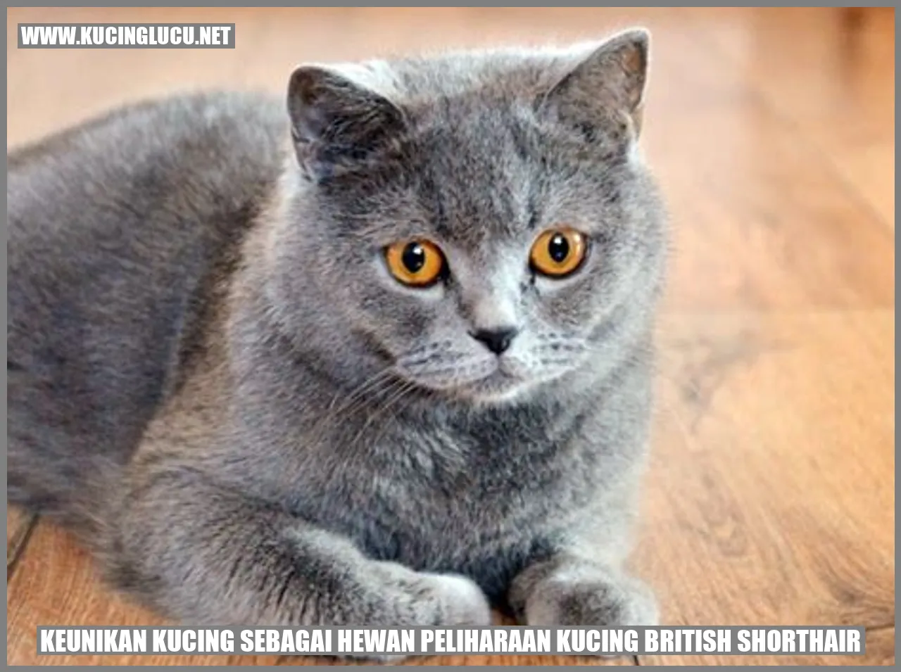 Gambar kucing British Shorthair