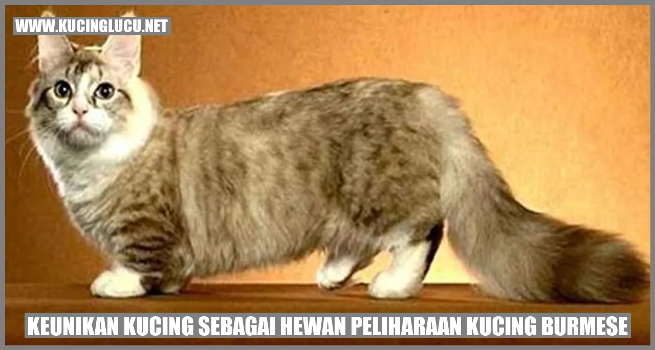 Kucing Burmese
