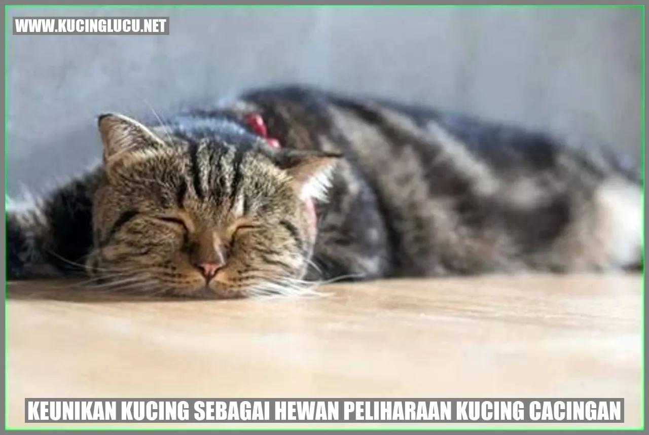 kucing