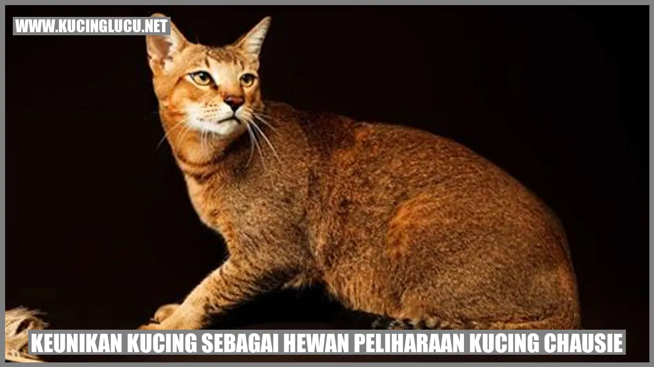 Kucing Chausie