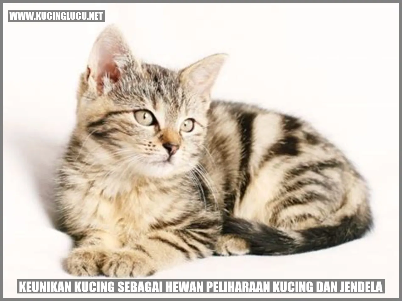 Keunikan Kucing sebagai Hewan Peliharaan Kucing dan jendela