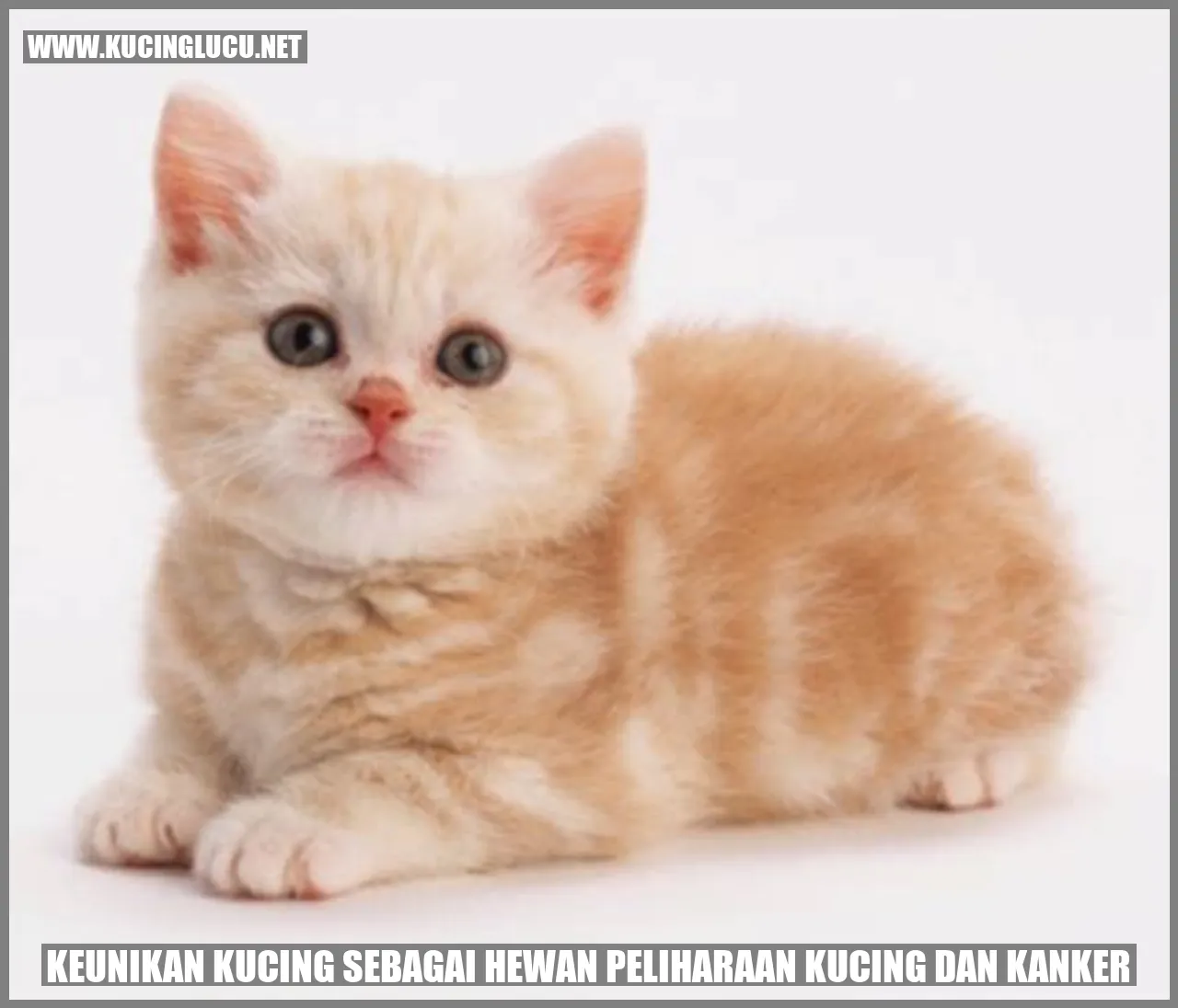 Gambar Kucing