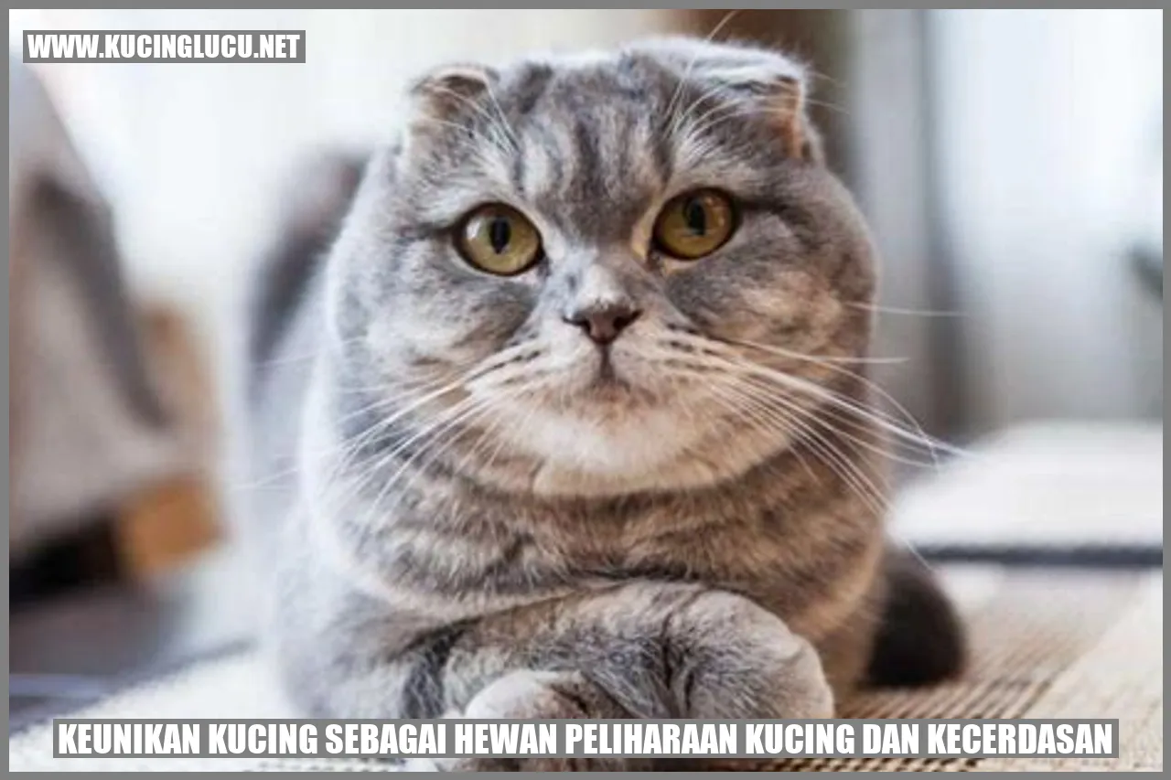Kucing Lucu