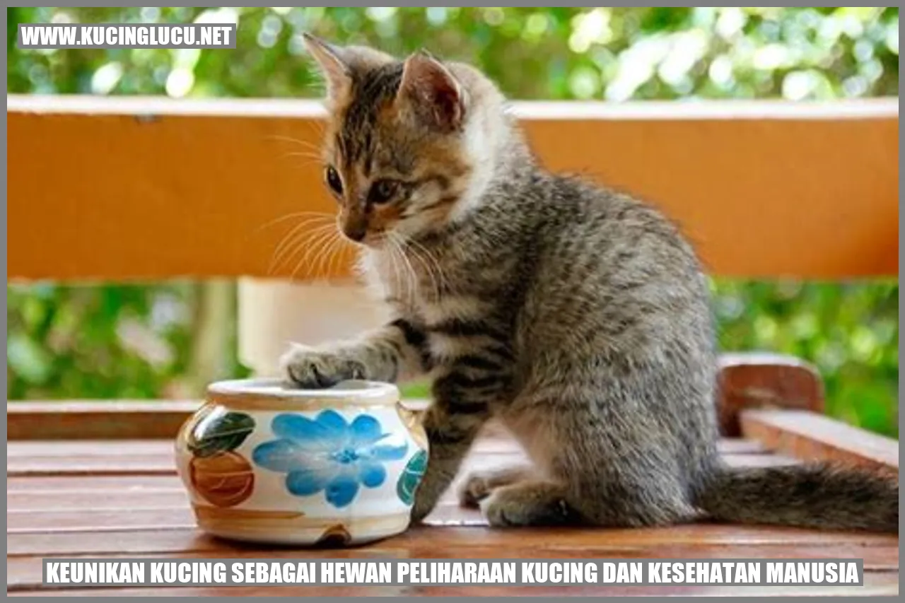 Kucing dan Kesehatan Manusia