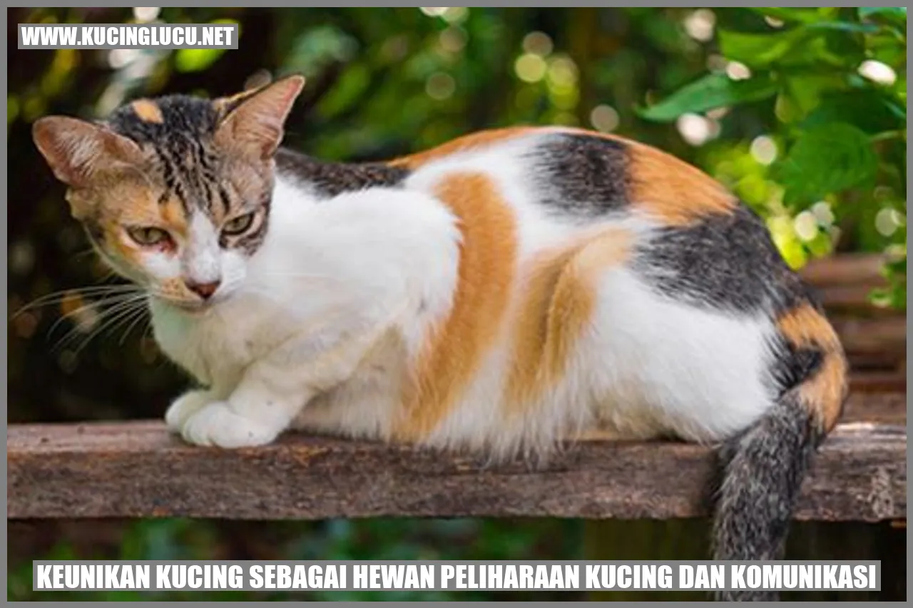 Kucing Lucu