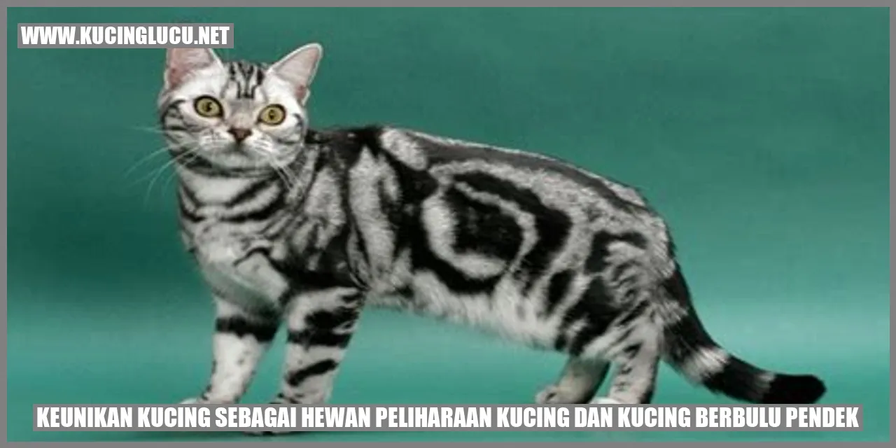 Kucing berbulu pendek