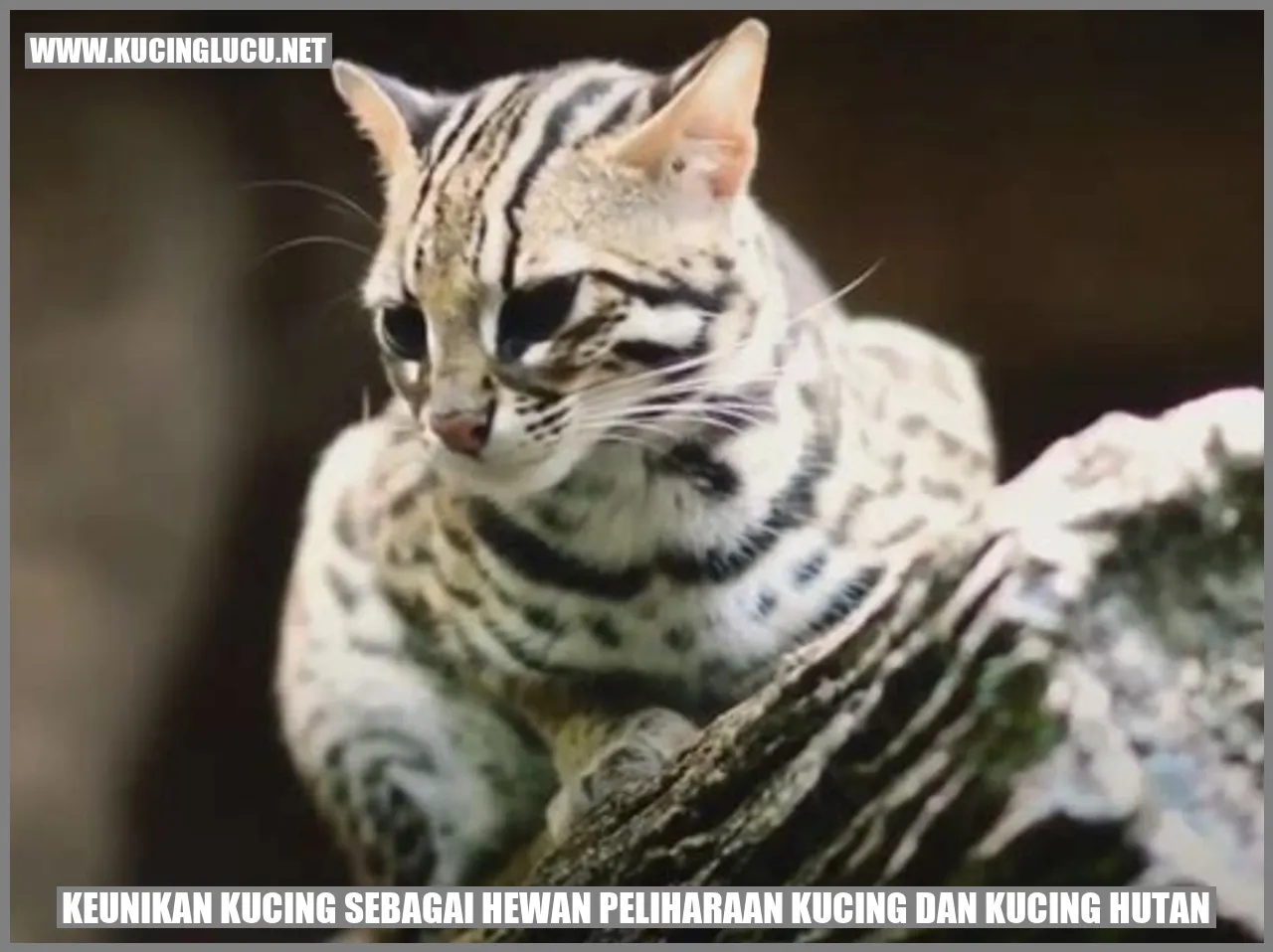 gambar kucing
