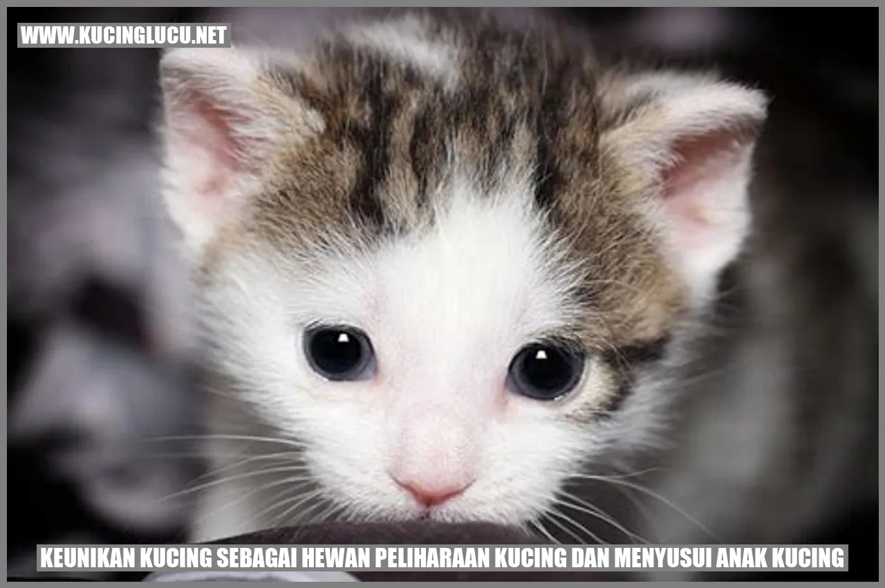 Gambar kucing sedang menyusui anaknya