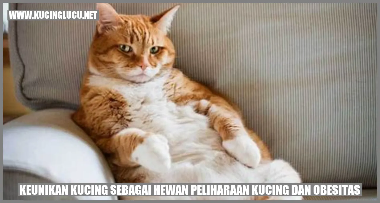 Kucing dan Obesitas