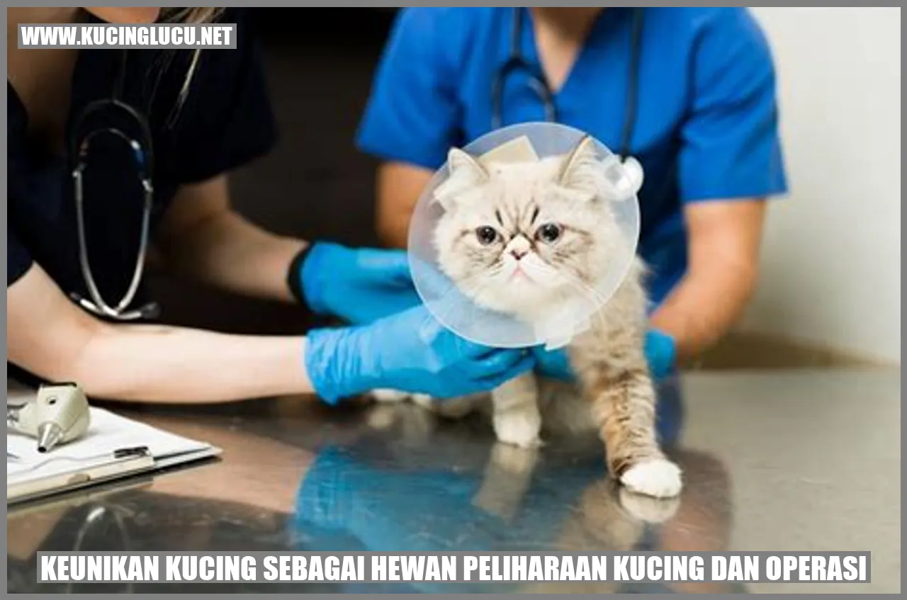 Keunikan Kucing