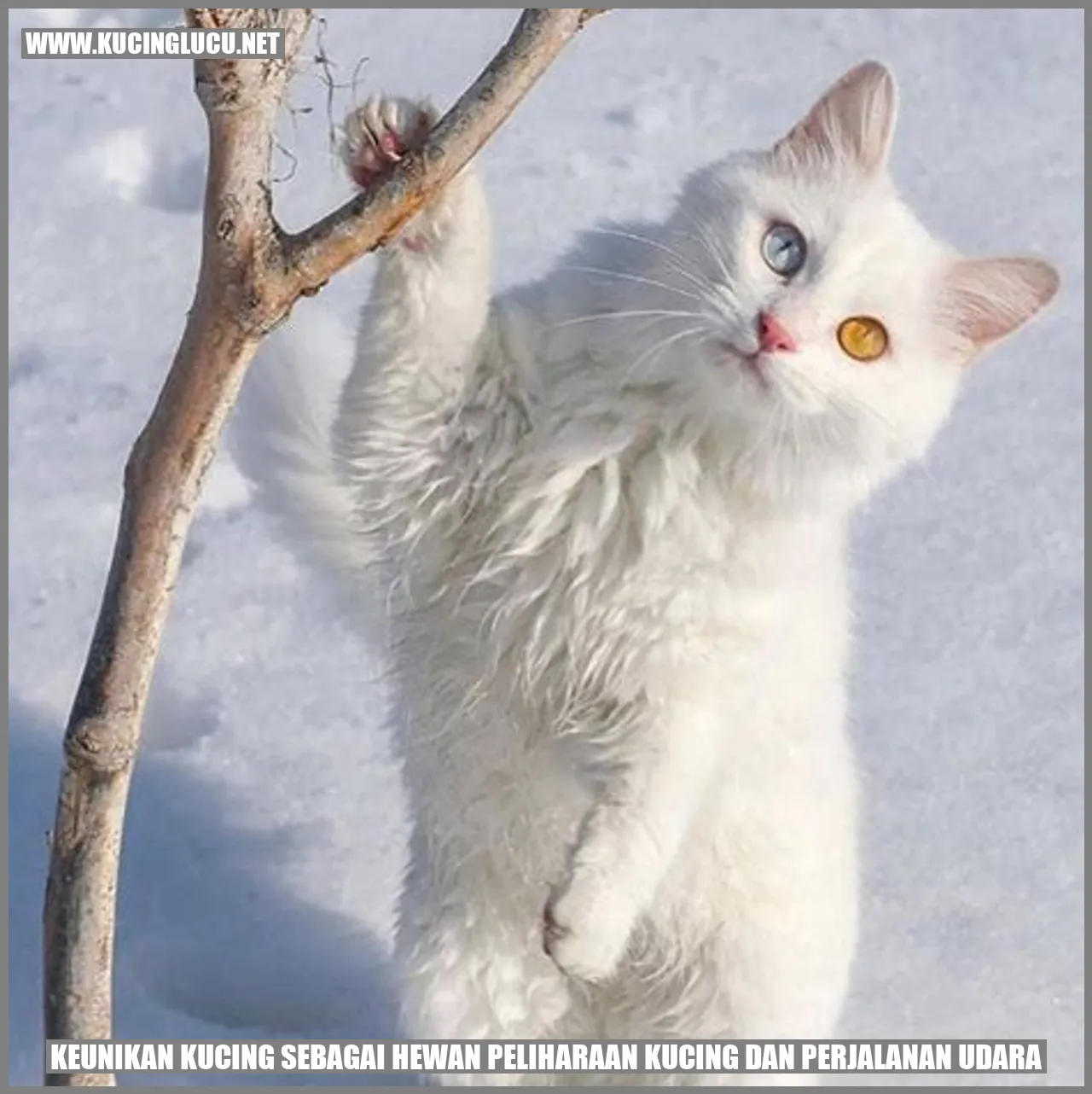 Gambar Kucing