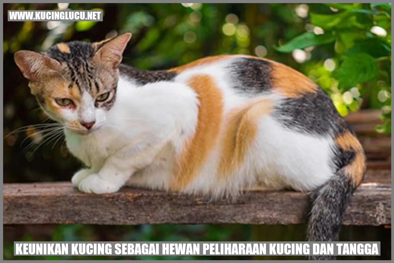 Kucing yang sedang bermain di tangga
