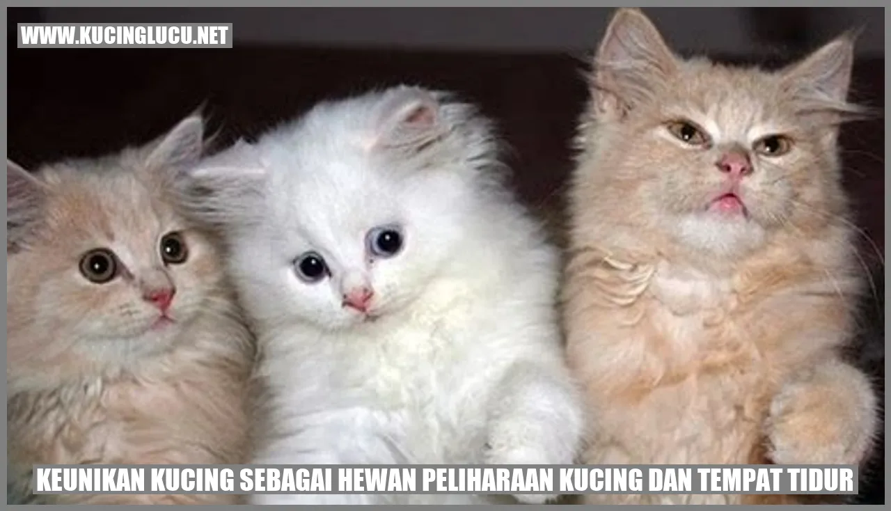 Gambar Kucing