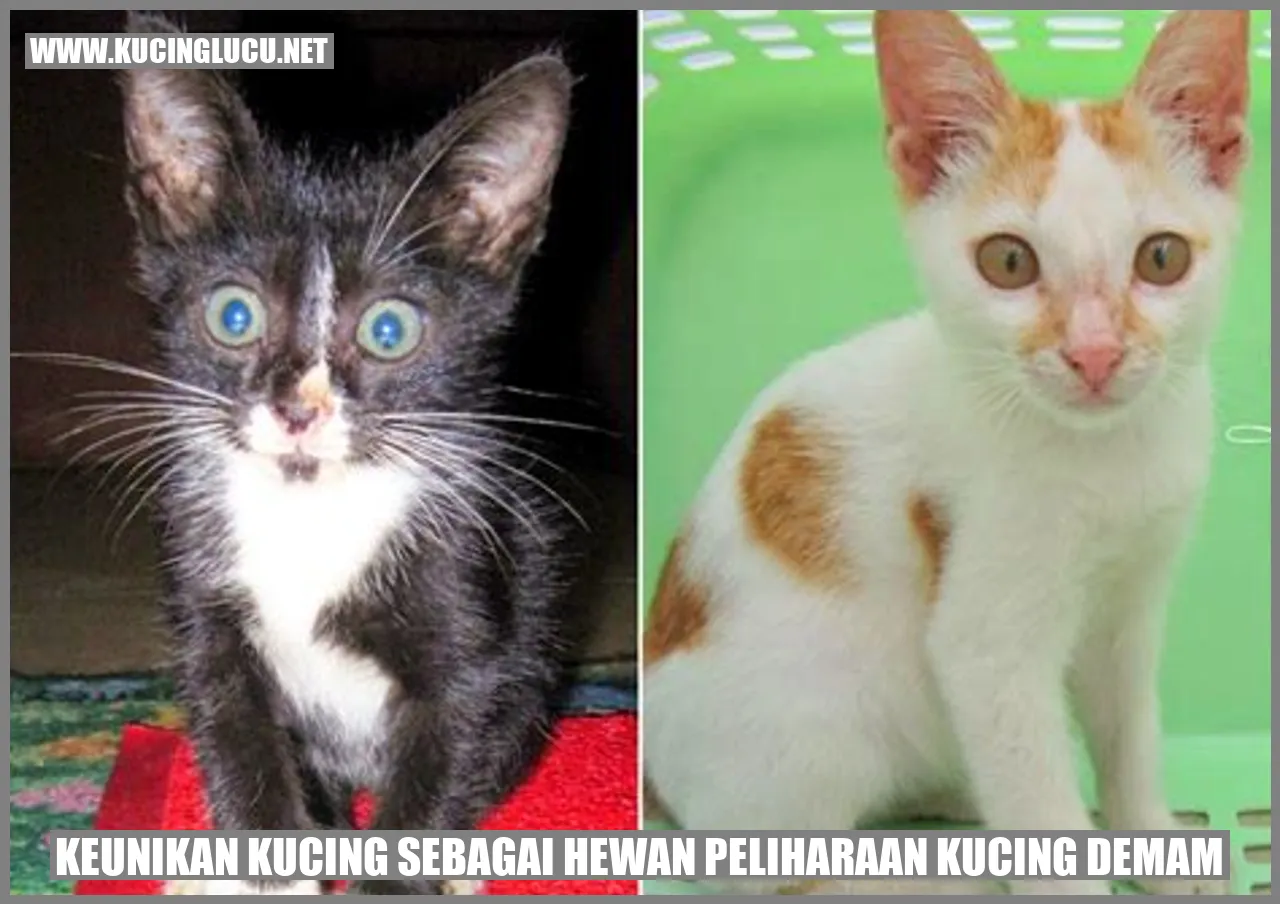 Gambar kucing yang menawan