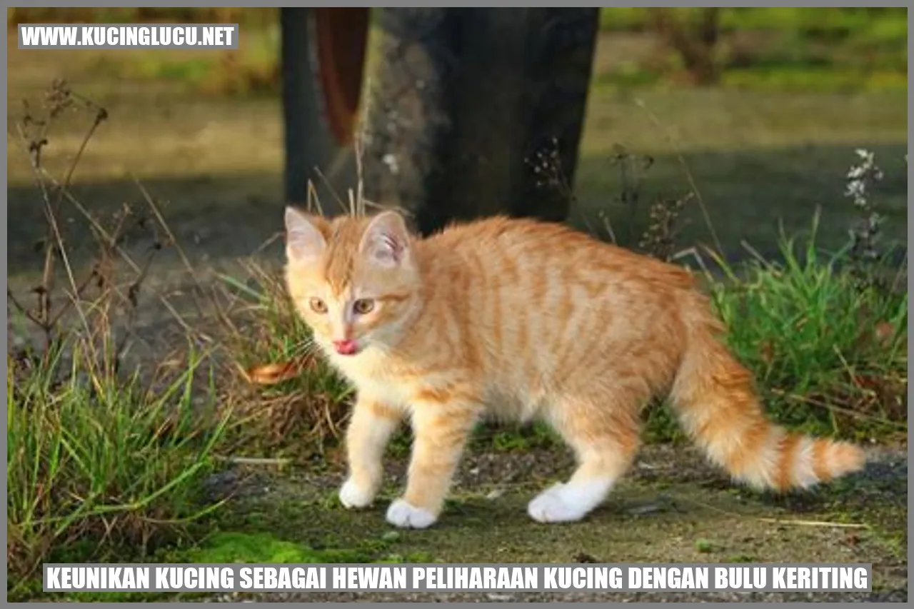 Kucing dengan Bulu Keriting