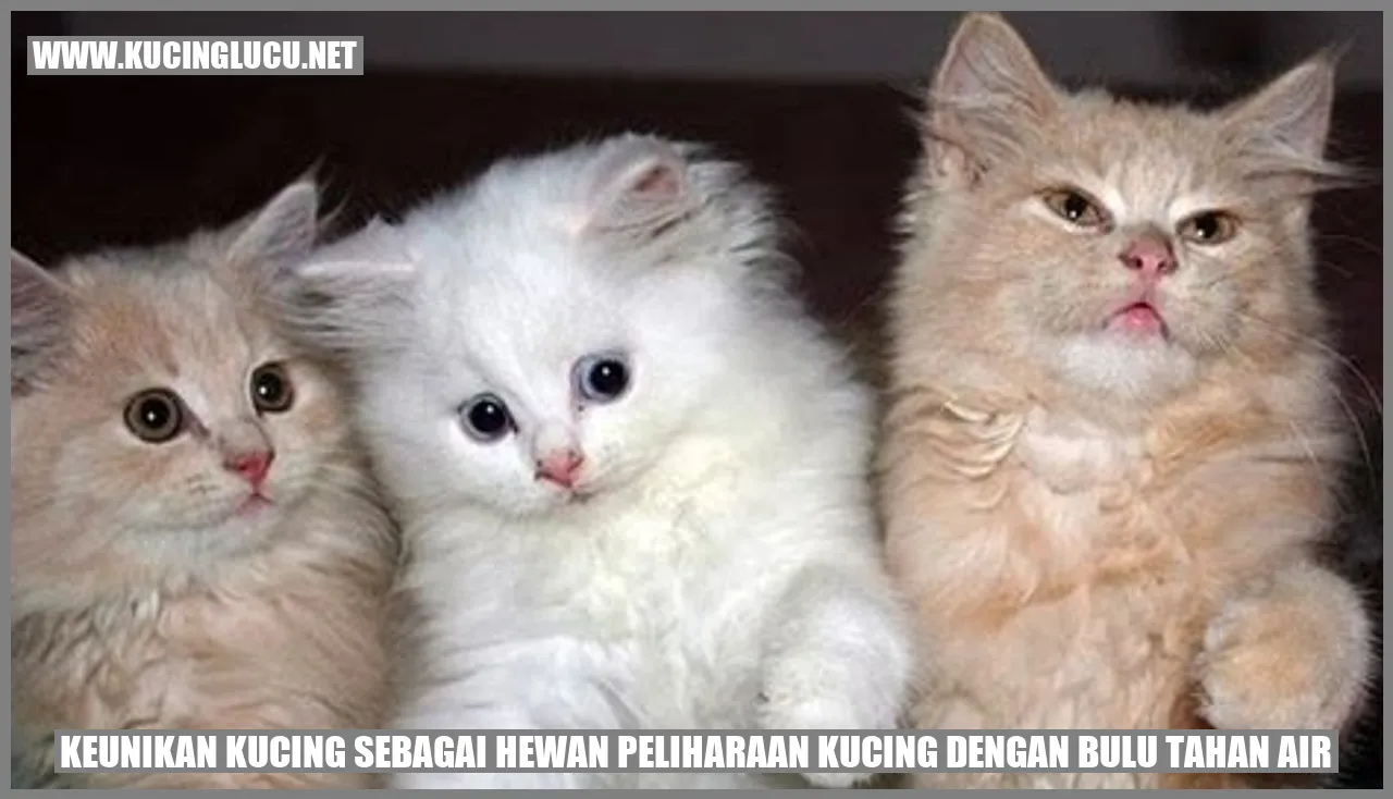 Kucing dengan bulu yang anti air