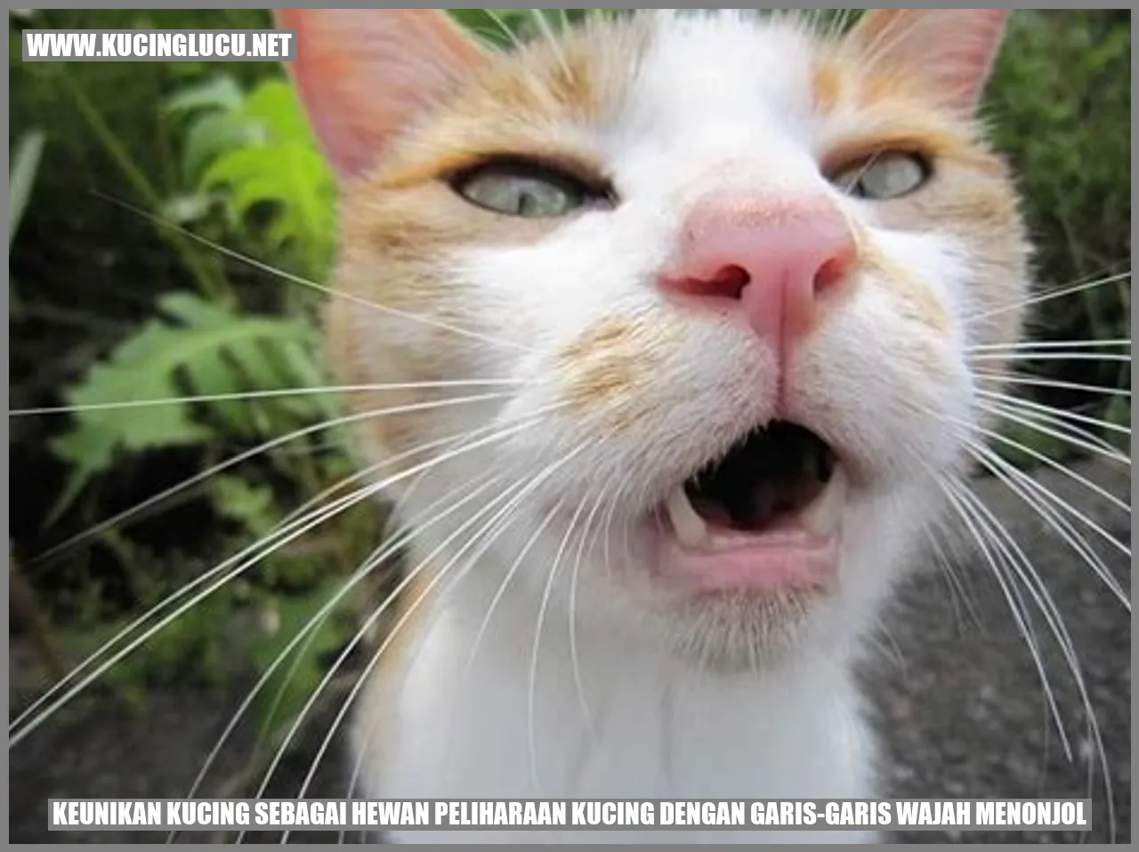 Gambar Kucing dengan Garis-Garis Wajah Menonjol
