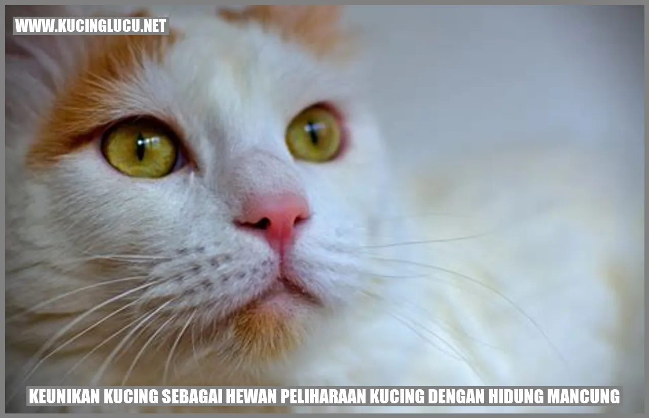 Gambar kucing dengan hidung mancung
