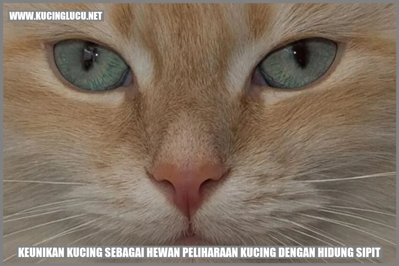 Kucing dengan Hidung Sipit