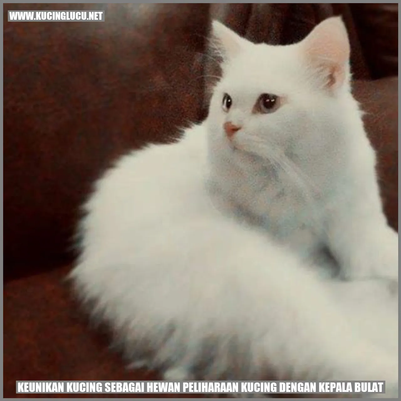 Keistimewaan Kucing dengan Wajah Bulat sebagai Hewan Kesayangan