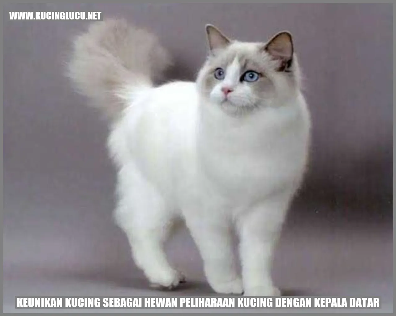 Kucing dengan Kepala Datar