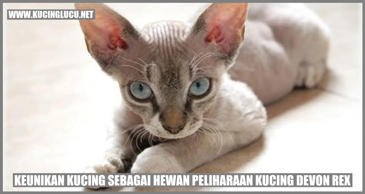Kucing Devon Rex