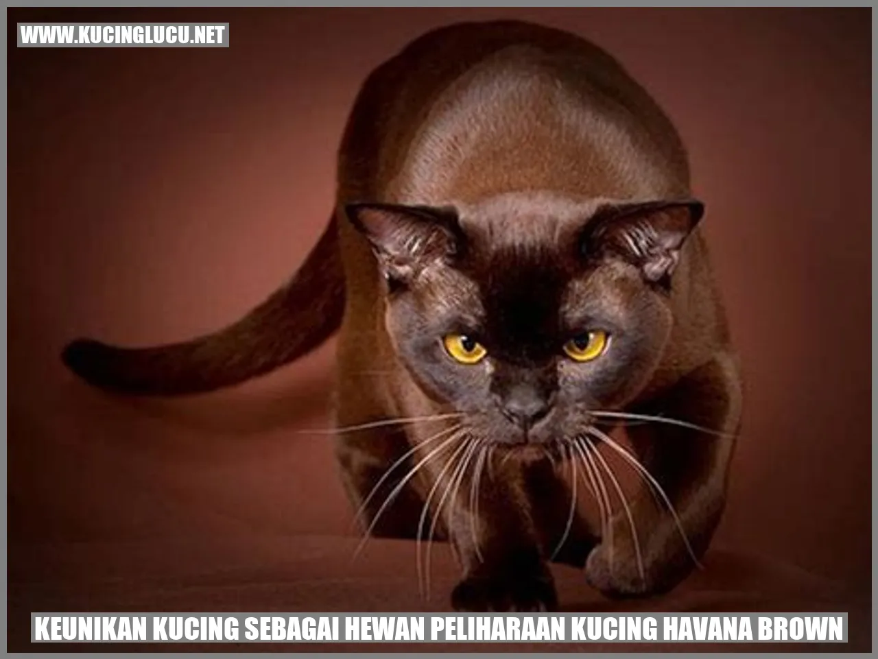 Kucing Havana Brown