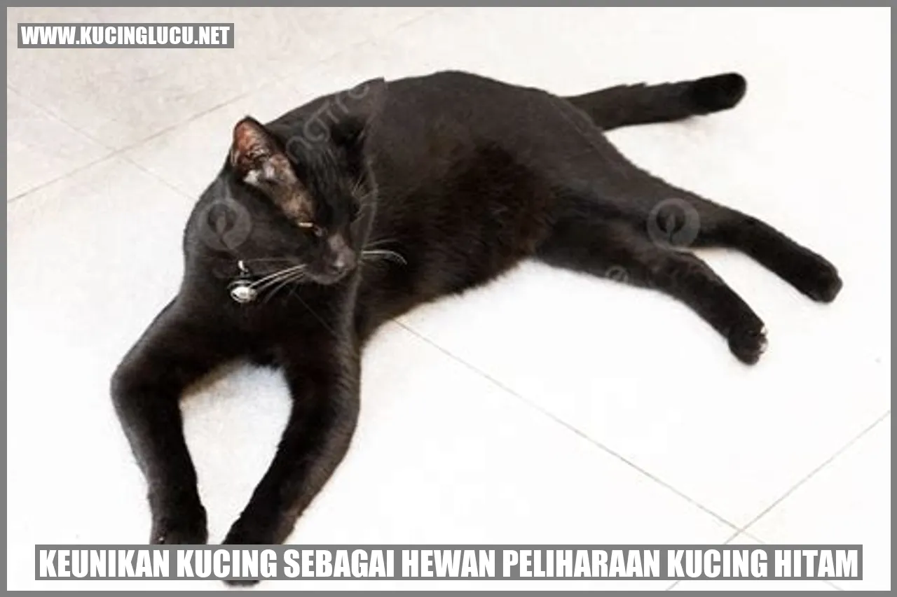 Kucing Hitam