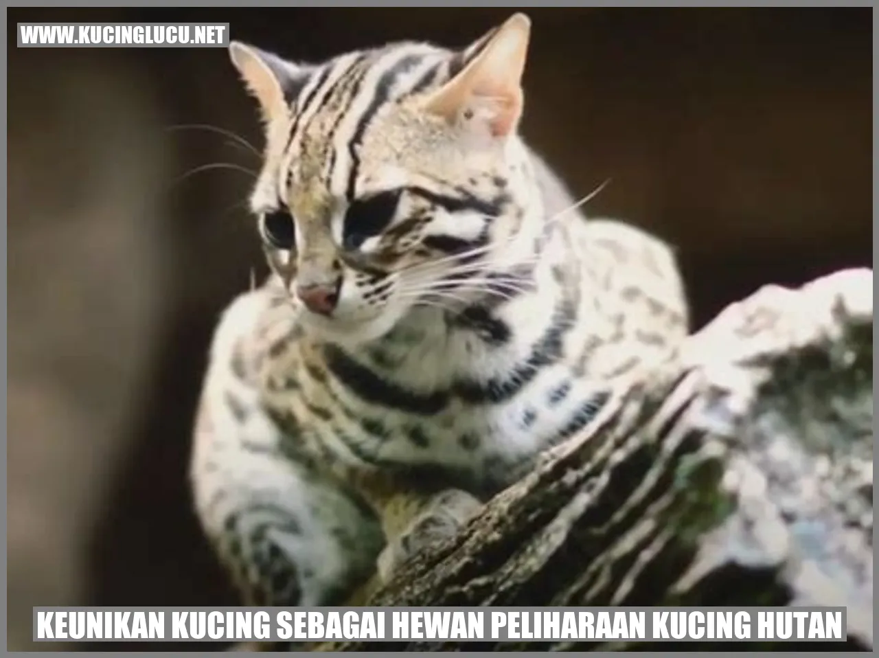 Kucing Hutan