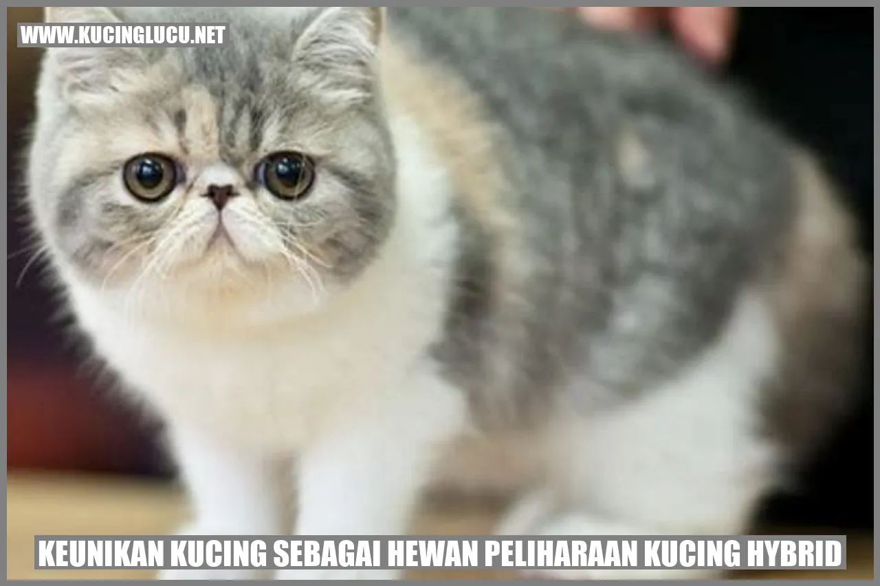 Kucing Hybrid