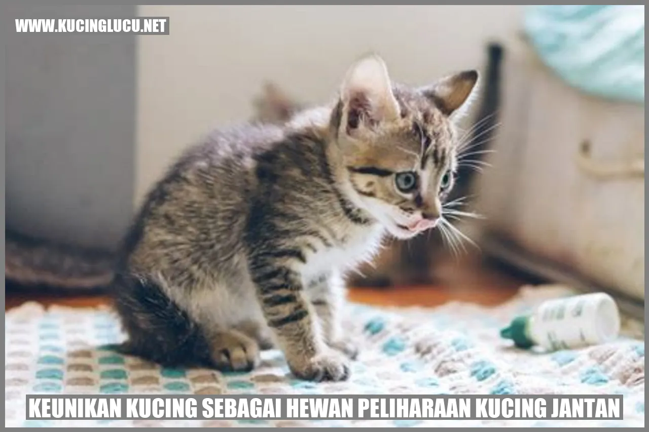 gambar kucing