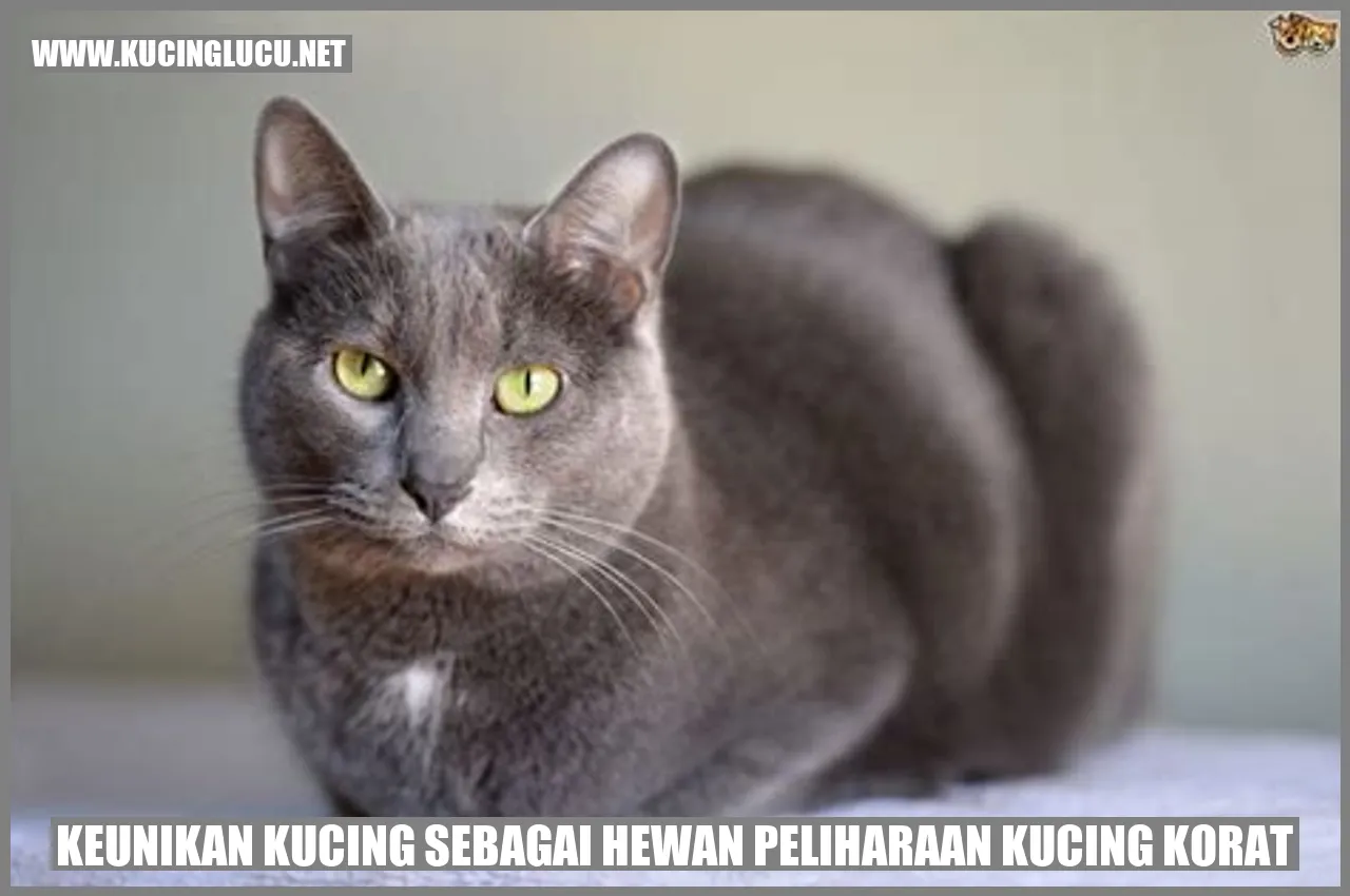 Kucing Korat