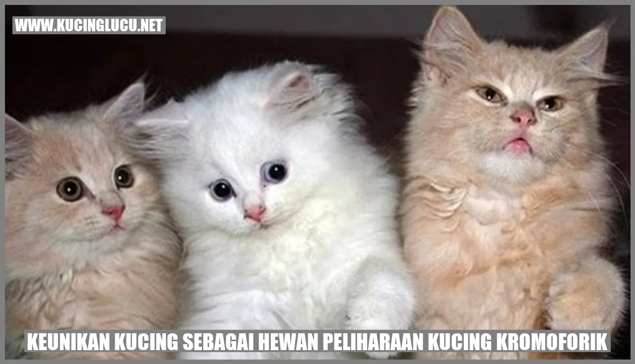 Keunikan Kucing Kromoforik