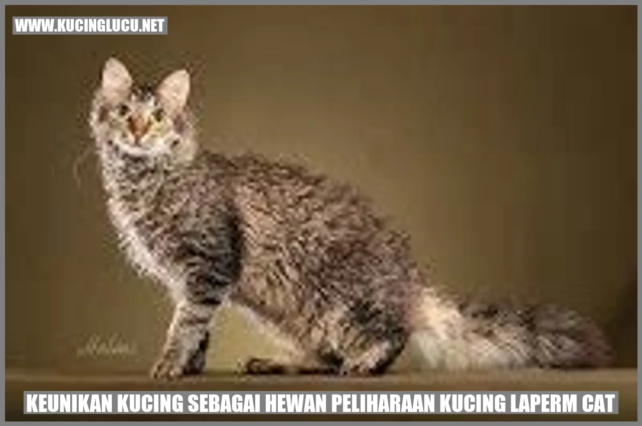 Kucing LaPerm Cat