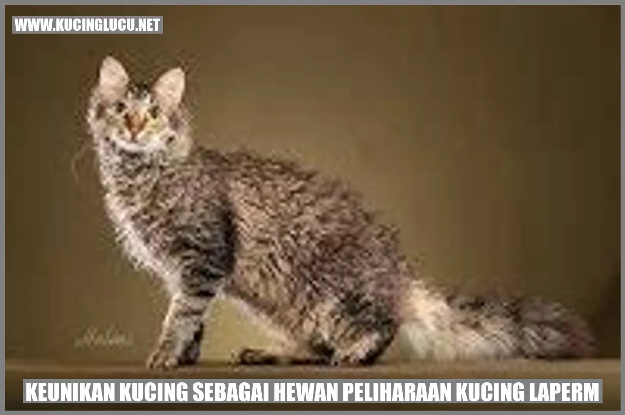 Gambar Kucing LaPerm